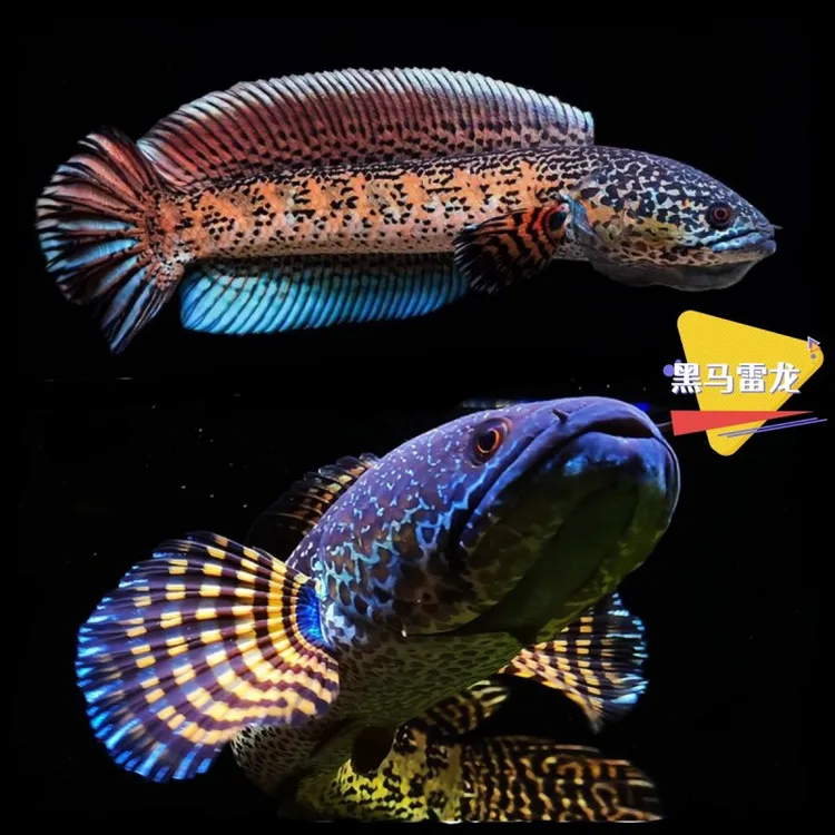 黄金眼镜蛇观赏鱼凶猛热带鱼淡水鱼雷龙鱼大型幻红幻蓝巴卡苗印度