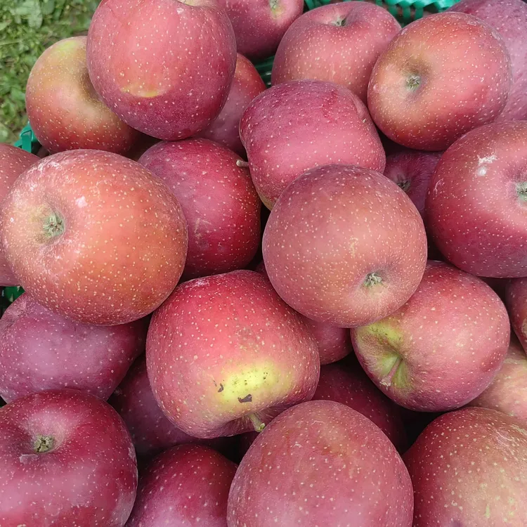 云南昭通冰糖心丑苹果新鲜现摘日常脆甜多汁高海拔产地直发水果