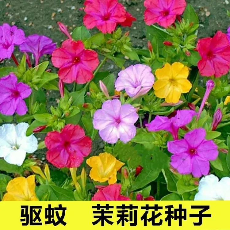 紫茉莉花种子地雷花种子驱蚊虫庭院阳台四季易种易活夜来香胭脂花
