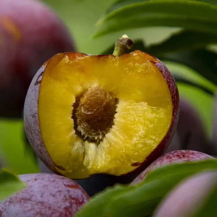 （京东顺丰）四川汶川红脆李子青红脆李脱骨李茂县1斤3斤5斤