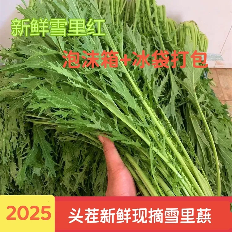 湖北特产本地雪里蕻新鲜雪菜九头芥可腌制雪里红咸菜现摘现发