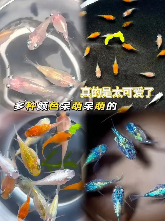 球体观背青鳉冷水淡水小型观赏鱼好养耐活不加温不打氧迷你乖萌