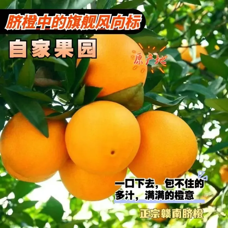 正宗江西赣南脐橙新鲜采摘当季甜橙子产地直发