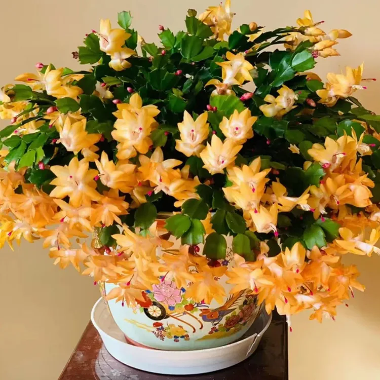 【大盆黄金索菲亚】进口蟹爪兰带花苞四季开花阳台多肉绿植花卉盆栽