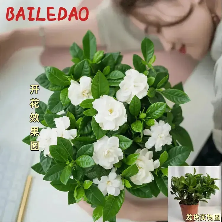 大叶栀子花盆栽浓香型栀子花花卉绿植室内客厅阳台绿植X4
