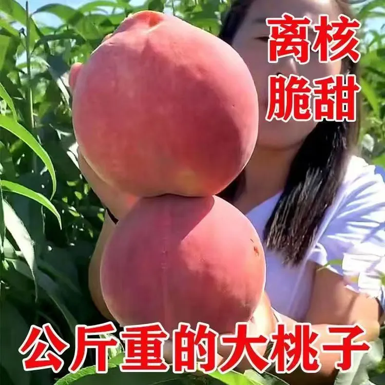 正品嫁接冬桃树苗晚熟大果脆甜离核耐寒耐旱南方北方种植当年结果商品图