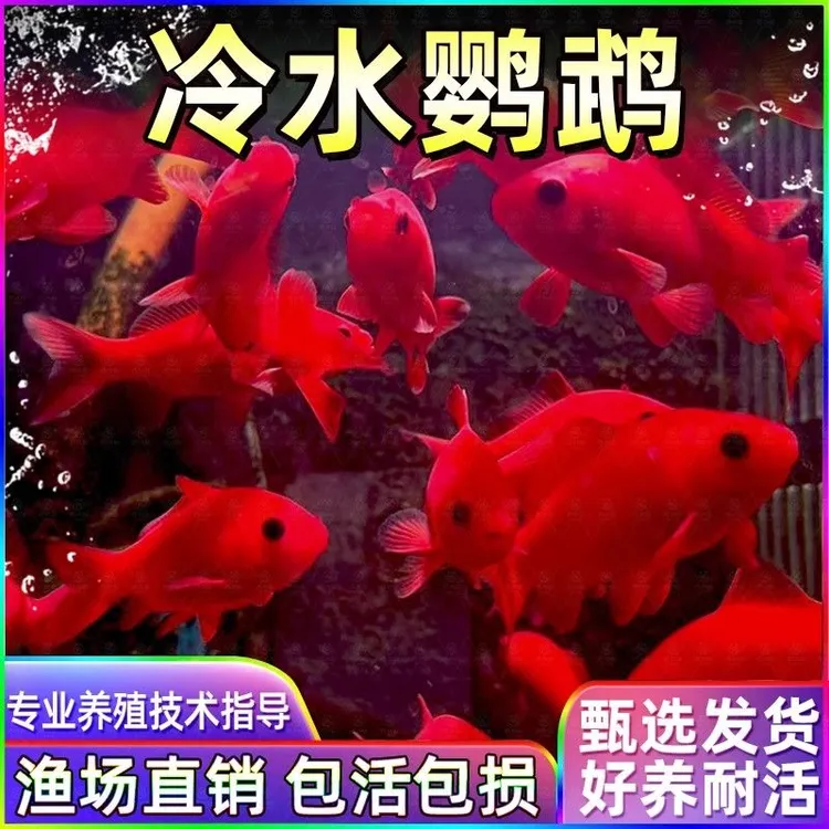 冷水观赏鱼冷水鹦鹉观赏鱼好养耐活金鱼黑眼葡萄招财淡水鱼长短尾