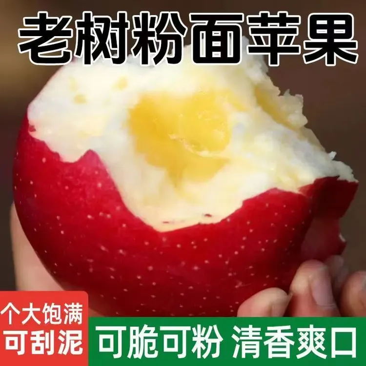 陕西秦冠苹果老树粉面香甜老人小孩刮泥软糯沙甜3/5/10斤产地直发