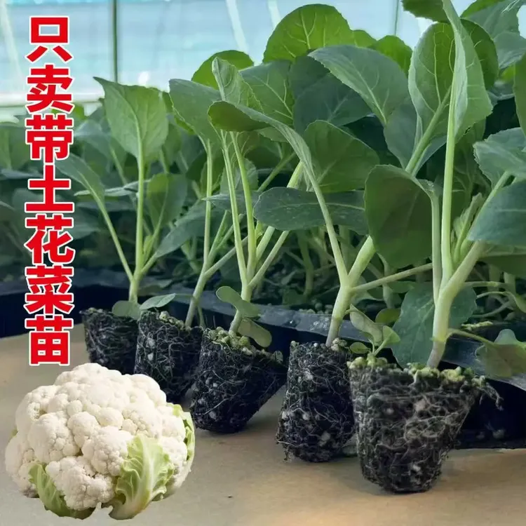耐寒高产有机花菜白花菜秧苗带土球四季可种蔬菜苗