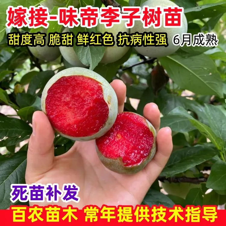嫁接耐寒味帝李子树苗特大甜蜜抗冻李子苗盆栽庭院南方北方种植