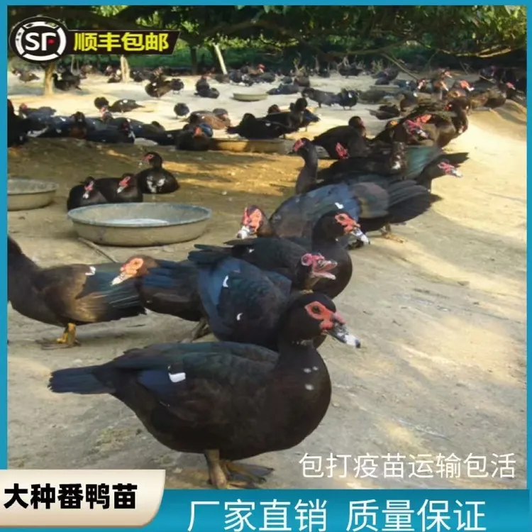 黑番鸭活体凤头鸭红头呆萌宠物鸭半大红脸鸭包邮包活到家