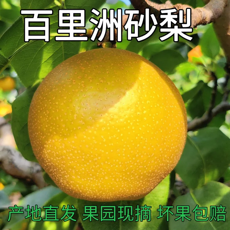 【百里洲砂梨】新鲜现摘黄花梨当季水果汁水饱满脆甜多汁皮薄(福利)