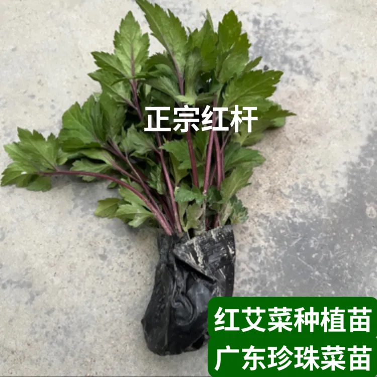 红艾草苗原土盆栽红艾叶苗珍珠花菜鸭脚艾姨妈菜带头泥调经去宫寒