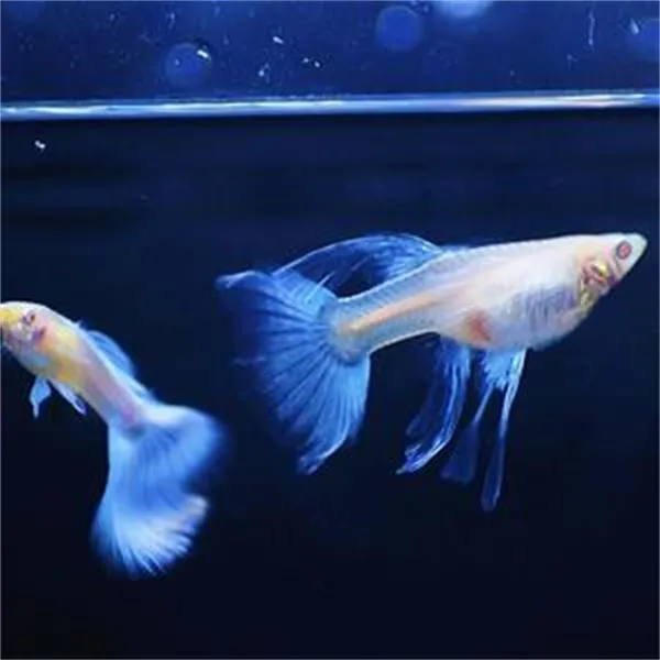 蓝白透明玻璃体孔雀鱼热带鱼观赏鱼小型鱼（报损需要开箱视频）