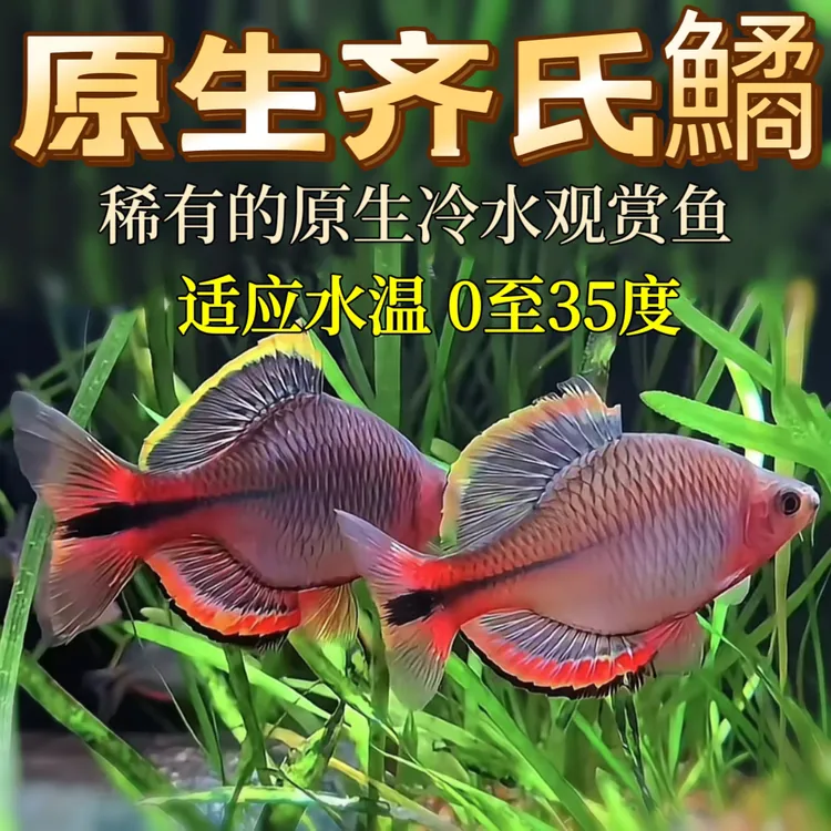 客户专拍链接观赏鱼