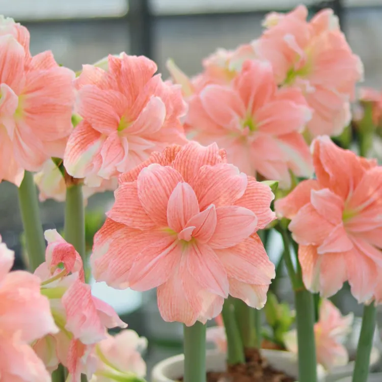 6号棚《朱顶红基地自然球》品种合集，保湿护根发货，包对版可寄养