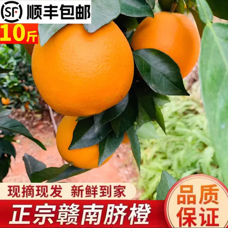 正宗赣南脐橙现摘现发新鲜水果原产地果农直销香甜皮薄天然10斤装
