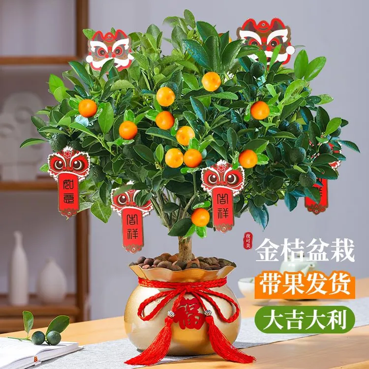 四季金桔树苗盆栽带果可食用植物室内花卉绿植好养阳台年宵小橘子