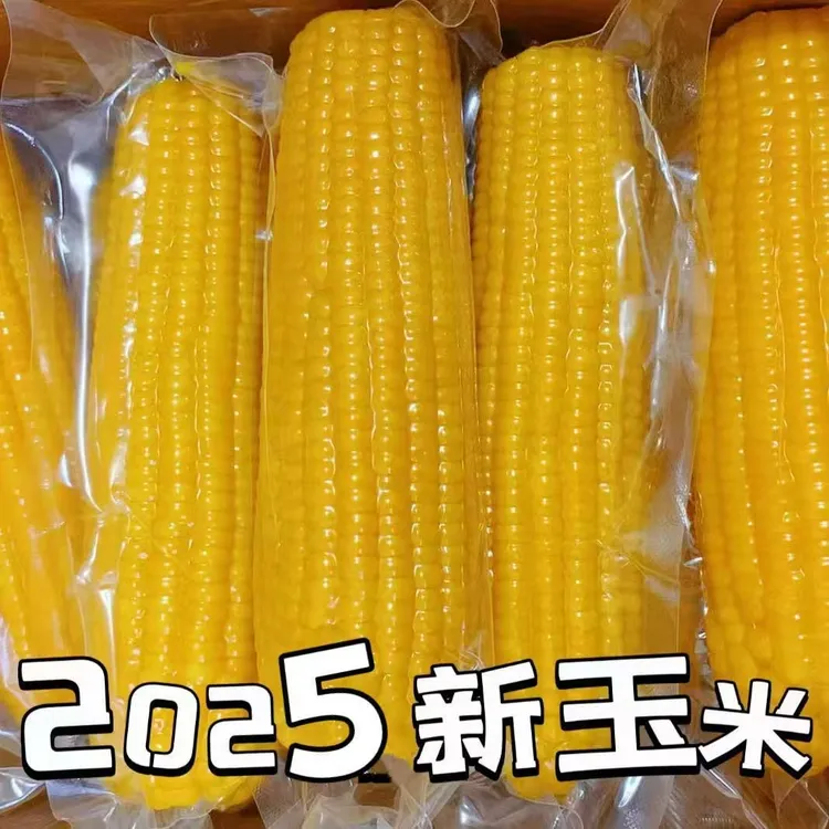 【整箱8大棒】25年头茬黄糯玉米新鲜软糯香甜特大粗粮代餐真空包装