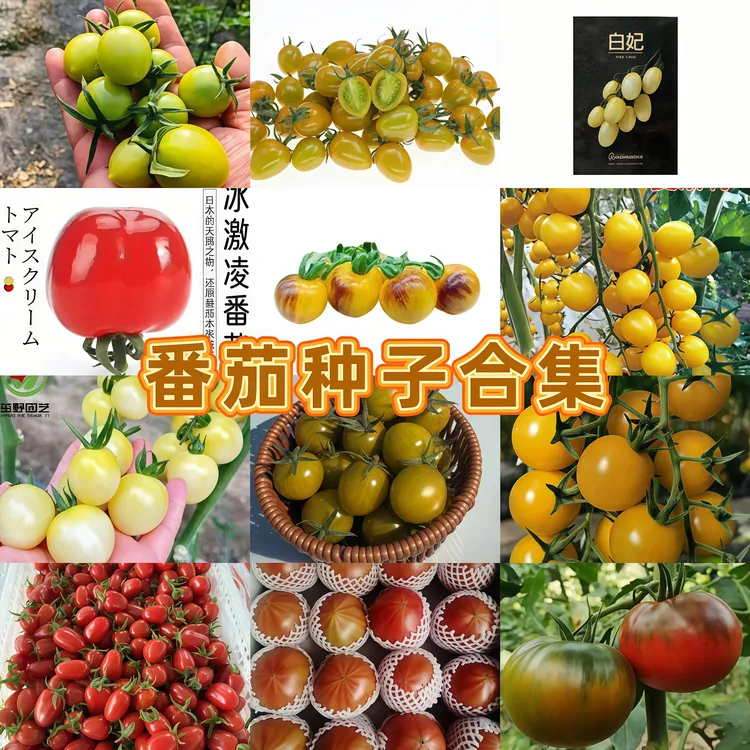 番茄种子合集(满49包邮)进口高糖樱桃小番茄种子大果口感番茄种籽