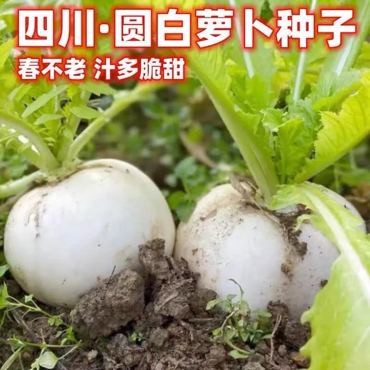 今年新种圆白萝卜种子春秋四季蔬菜种籽春不老特大超甜萝卜种子