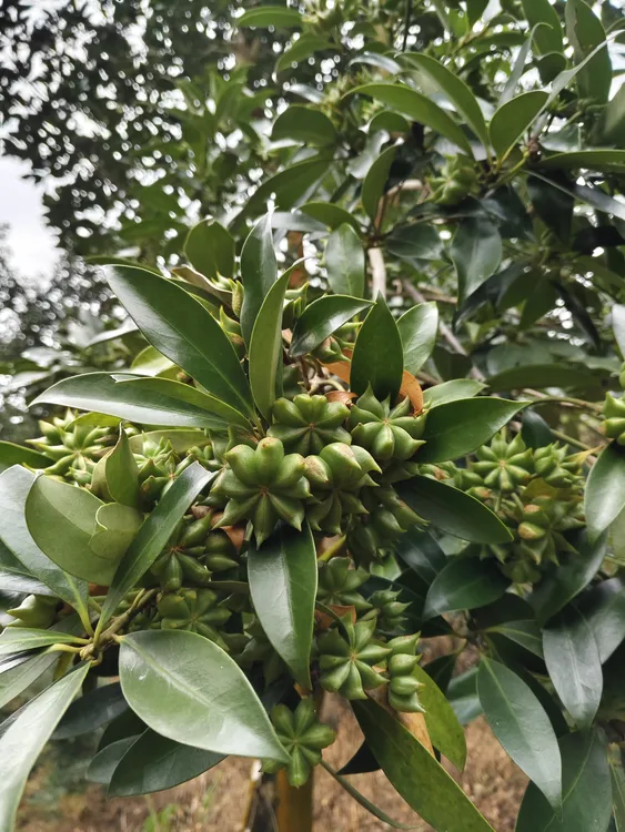 正广西深山老树八角新鲜味浓当天摘当天发