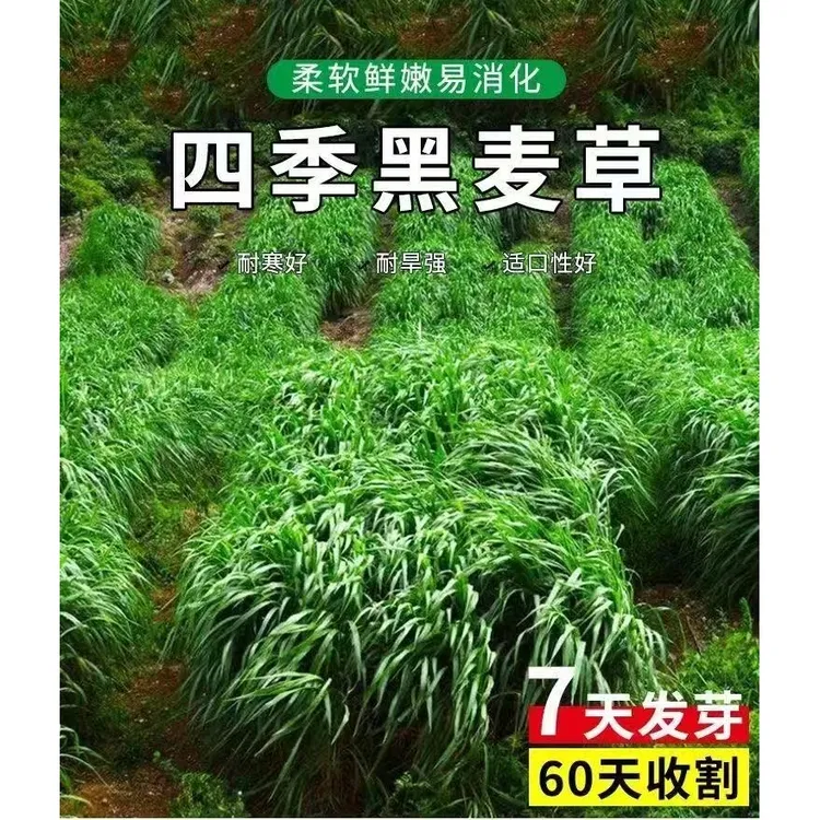 【黑麦草种子】黑麦草种籽子种牧草种子畜牧养殖草种鸡鸭牛羊鱼草