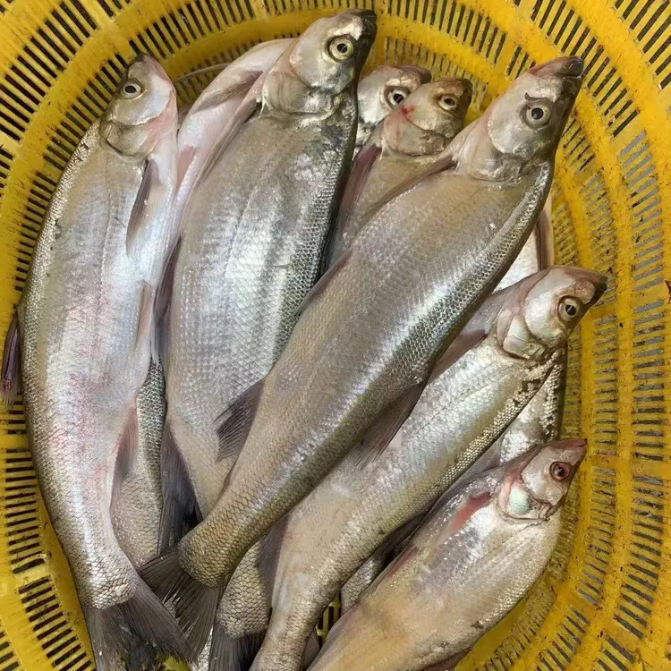 5斤3条白鱼东北冷水鱼淡水鱼