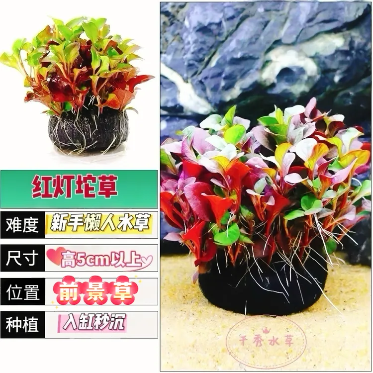 新手养殖迷你缸前景草绿植红灯陀定植阴性水草懒人水陆鱼缸造景