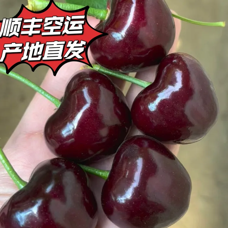 陆地宾库大樱桃顺丰空运大连