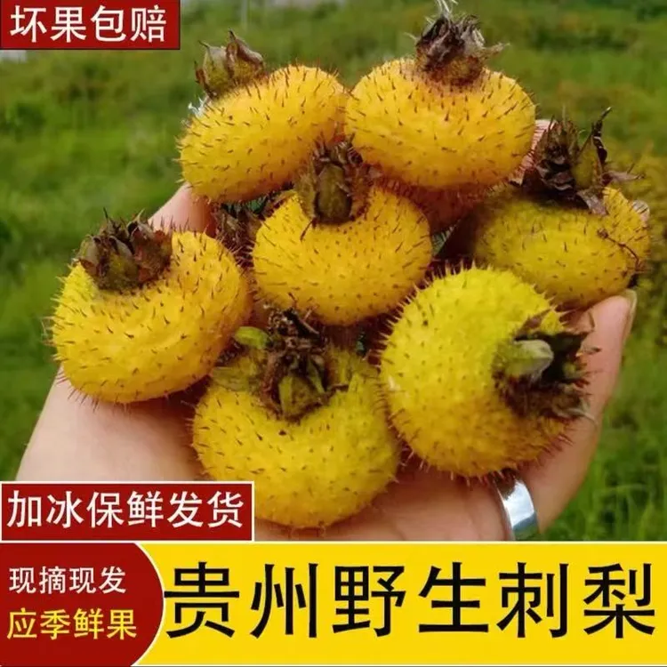 【产地直发】贵州刺梨鲜果微C丰富 新鲜采摘高山可泡酒榨汁黄木梨子