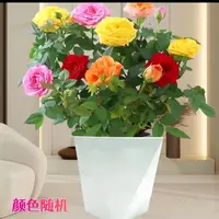 【多色月季带苞发货】【基地直发】四季开花阳台月季花苗花卉