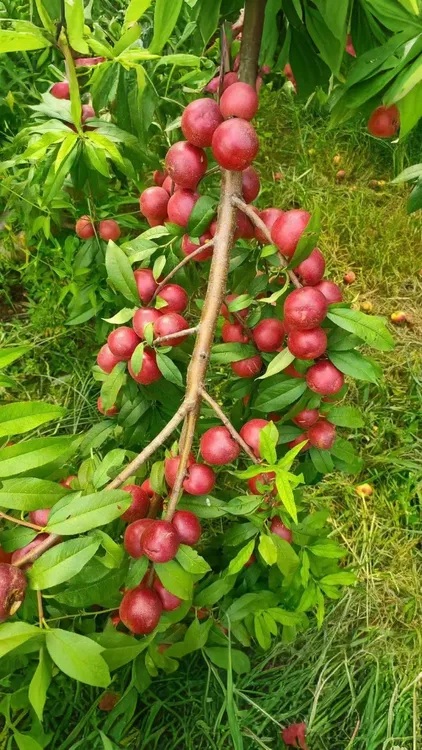 珍珠枣油桃3号，色泽艳丽，脆甜爽口，纯甜无酸，红心离核，软硬两吃
