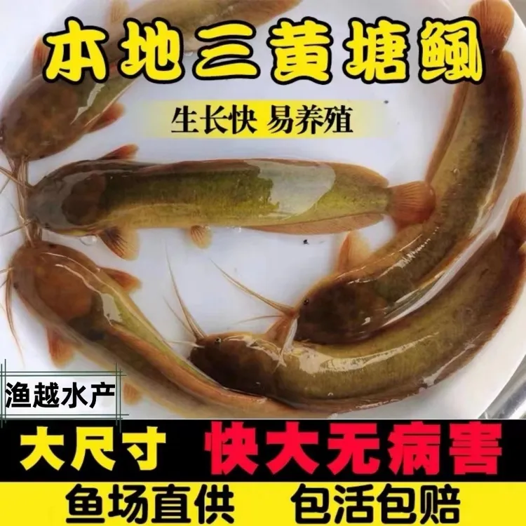 正宗本地塘鲺鱼优质皇妃鱼塘角鱼黄塘角土滑哥胡子鱼淡水鱼