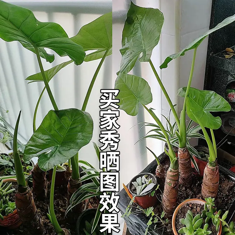 大叶滴水观音盆栽 霸王芋老桩客厅盆景室内绿植花卉水土培 吸甲醛