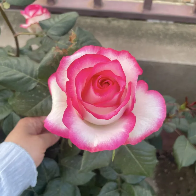 艾莎切花月季根接苗