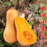 奶油南瓜种子小南瓜籽甜板栗南瓜高产蔬菜籽盆栽