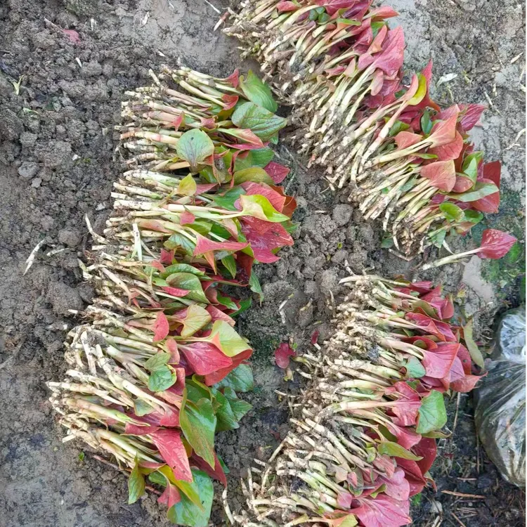 四川新鲜鱼腥草嫩叶折耳根可凉拌烫火锅现挖现发