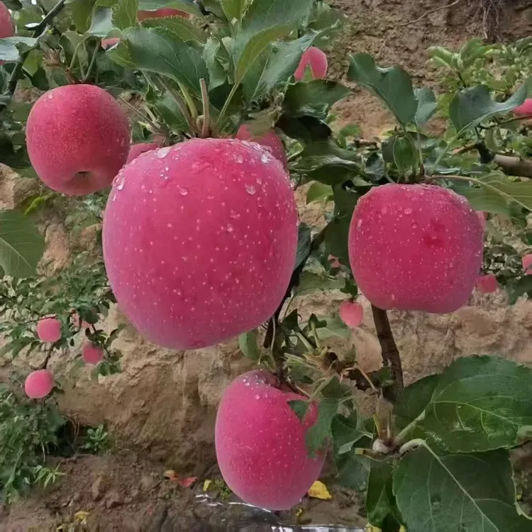 甘肃天水红富士脆苹果苹果红苹果新鲜苹果新鲜脆甜多汁应季水果