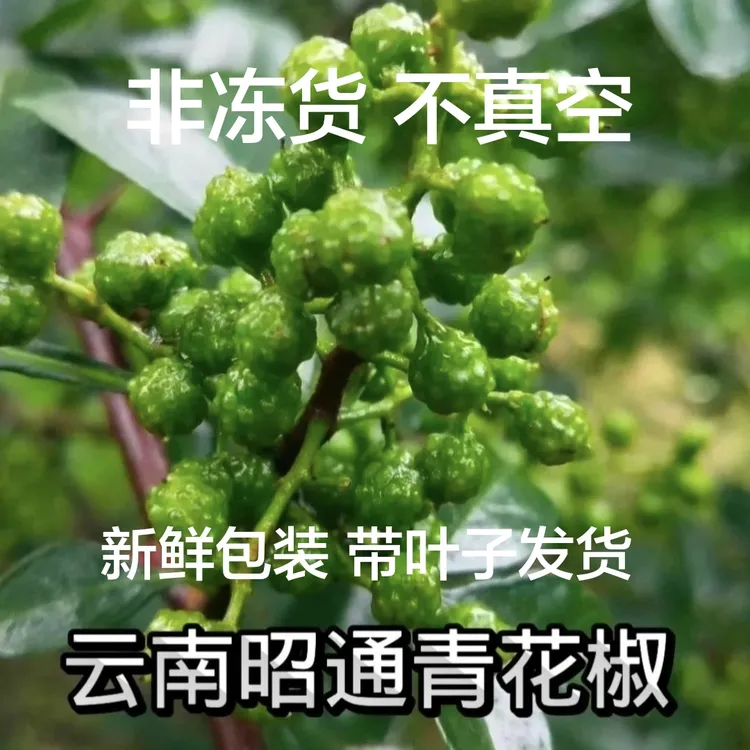 云南昭通新鲜花椒当季九叶青花椒带叶发货特香特麻颗粒大到家新鲜