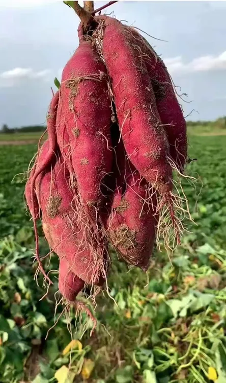 【老蔫专属】北盘农园榴莲蜜薯