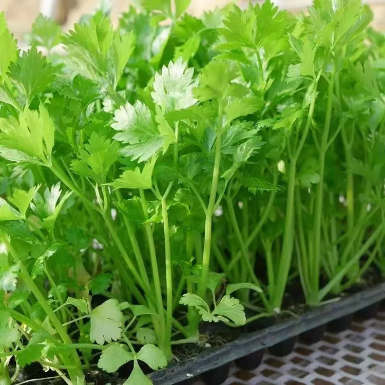 正宗四季小香芹蔬菜种子大全土芹菜农家四季菜种阳台盆栽耐寒耐热