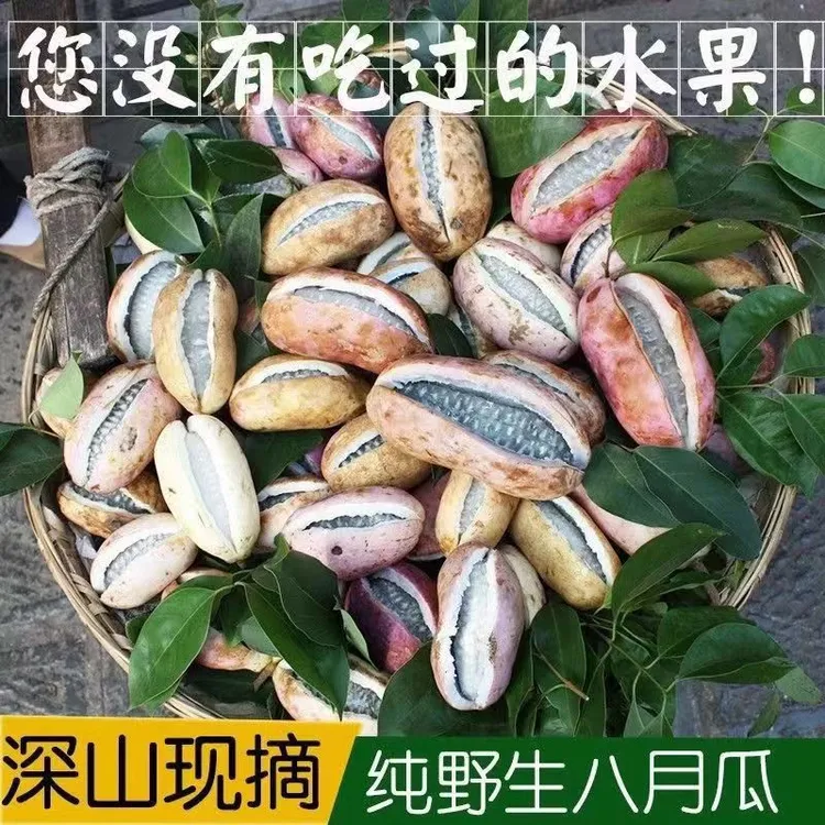 八月瓜新鲜现摘木通果新鲜水果八月炸稀有水果