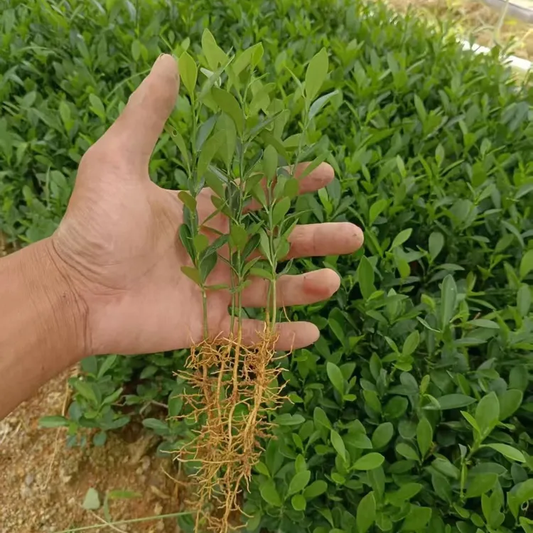 优质豆豆苗100棵起裸根保湿发货