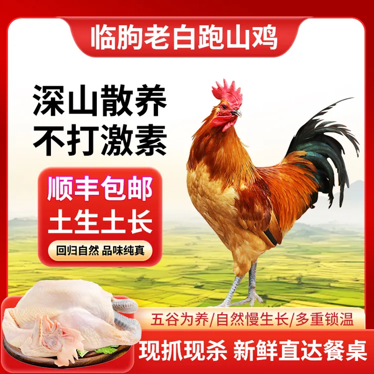 1年内高山生态散养跑山鸡溜达土鸡大红公鸡小笨鸡农家散养【顺丰】