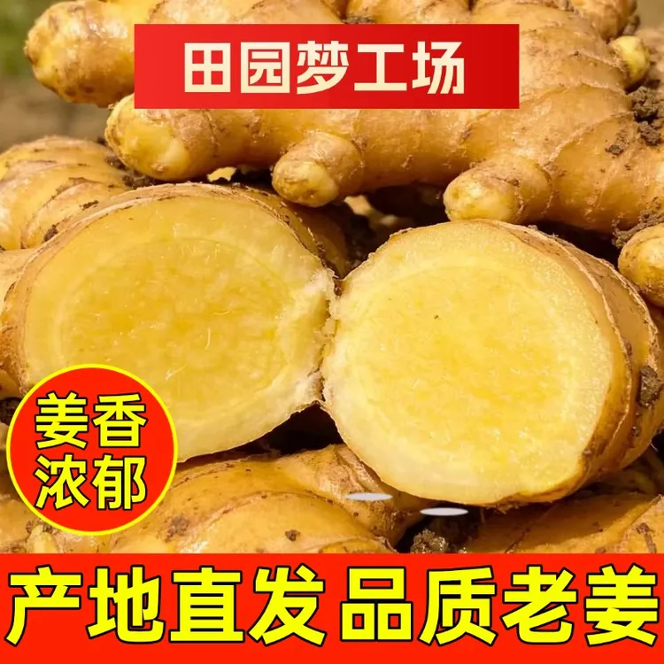 【优质老姜】云南高山老姜产地直发辛辣十足姜味浓郁适合泡姜纸箱
