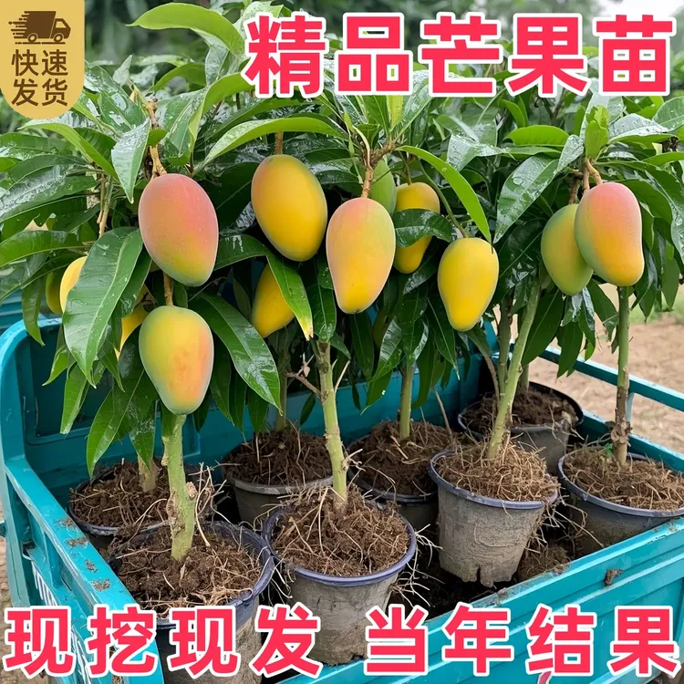 芒果树苗嫁接金煌芒四季芒红贵妃芒盆栽地栽庭院高产正宗当年结果