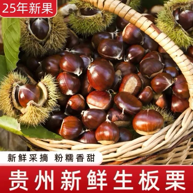 贵州高山老树现摘新鲜生板栗带壳油锥非迁西野小毛栗子