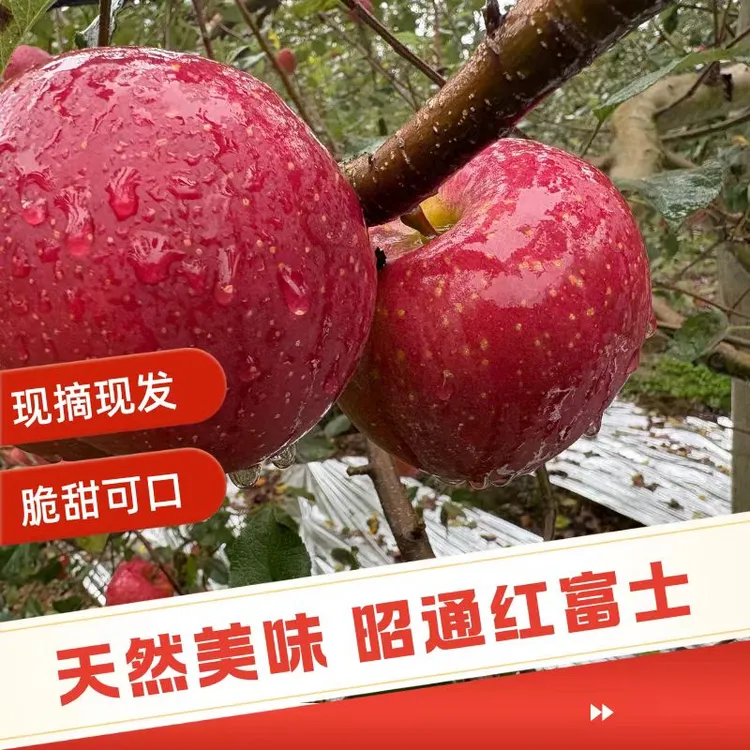 云南昭通现摘红富士苹果新鲜脆甜多汁精品果