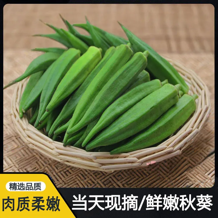 福建新鲜秋葵时令应季蔬菜水果黄秋葵羊角豆脆嫩营养现摘 1-5斤装